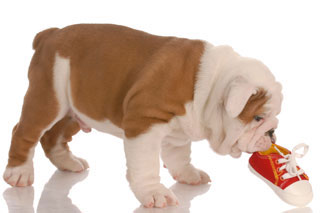 Dog with shoe