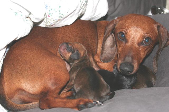 Jessies and puppies